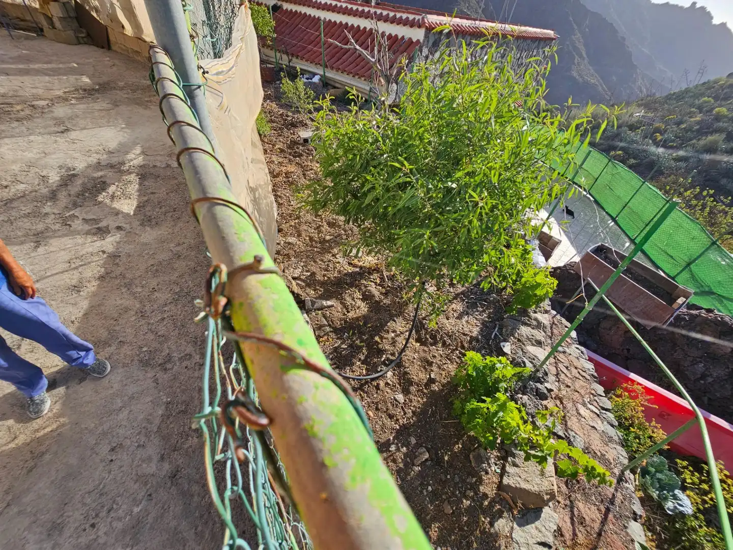 Jardín de Finca rústica en venta en Tejeda