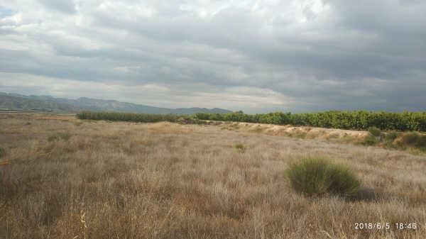 Land for sale in Abarán
