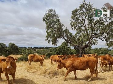 Terreni e lotti in vendita a La Cañada - Aldea Moret