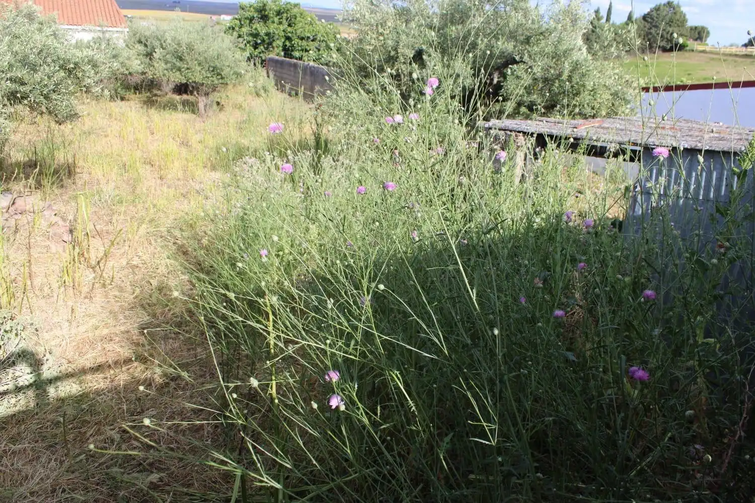 Terreni e lotti in vendita a Sierra de Fuentes, imagen 2