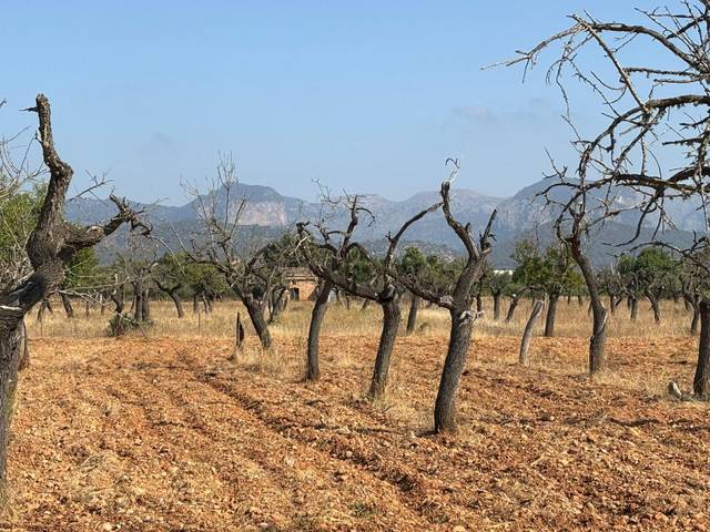 Terreno residencial en Venta en Binissalem