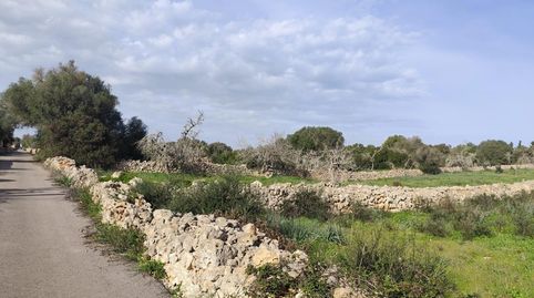 Foto 5 de Finca rústica en venda a Santa Margalida Poble, Santa Margalida
