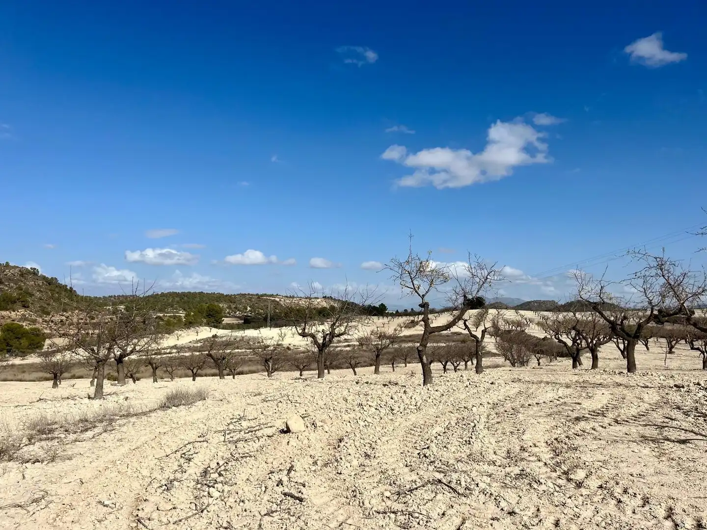 Lands and plots for sale in Bullas, imagen 7