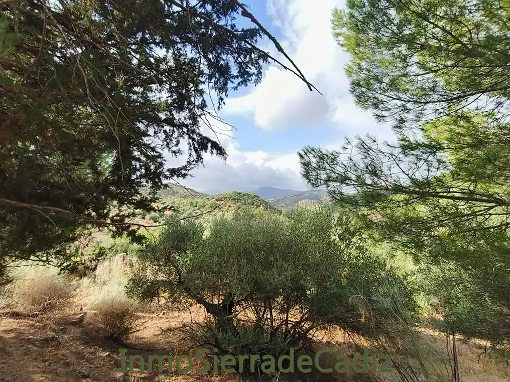 Finca rústica en venda en Algodonales