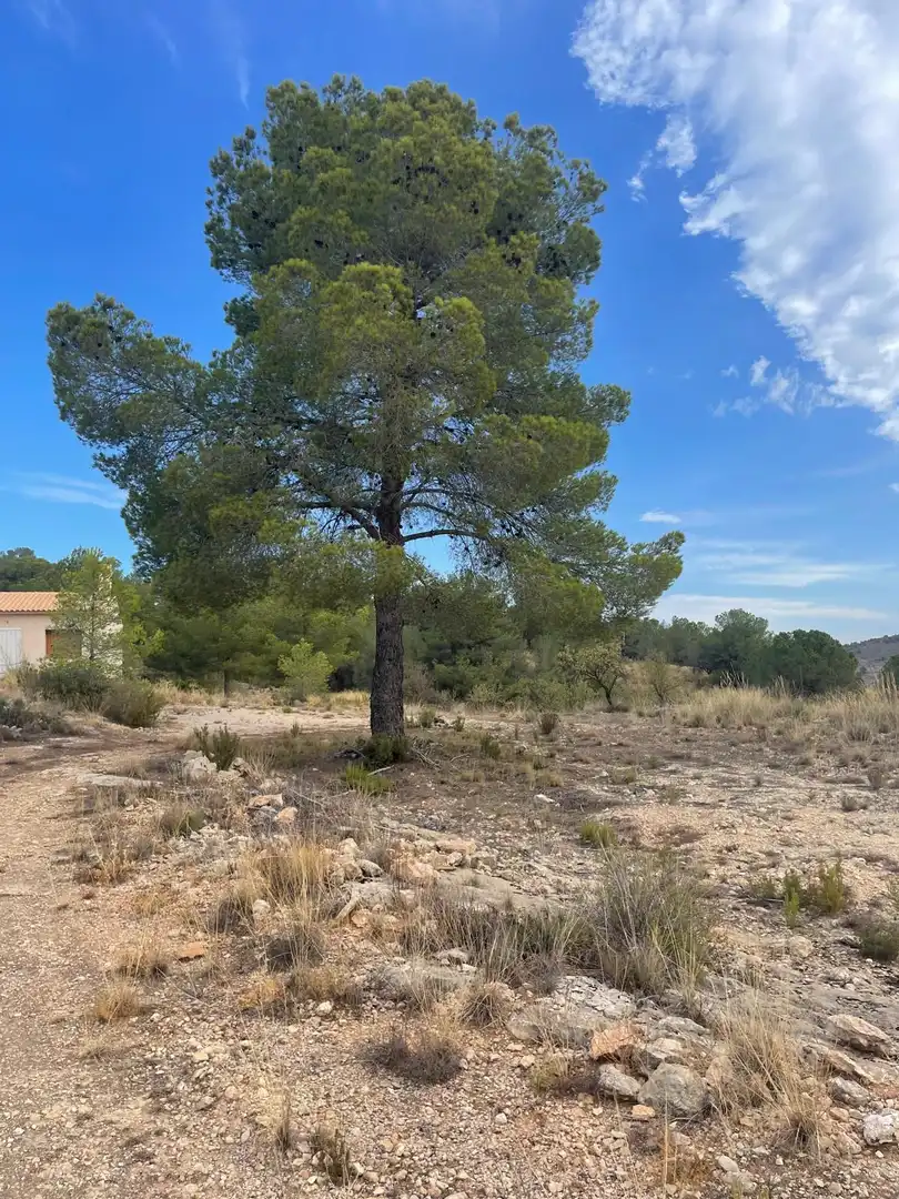 Wohnbaugrundstück zum Verkauf in El Pinós / Pinoso, imagen 26