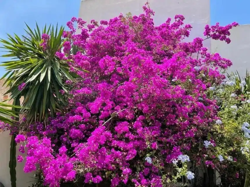 Garden of Detached homes for sale in Níjar  with Air Conditioner, Heating and Private garden