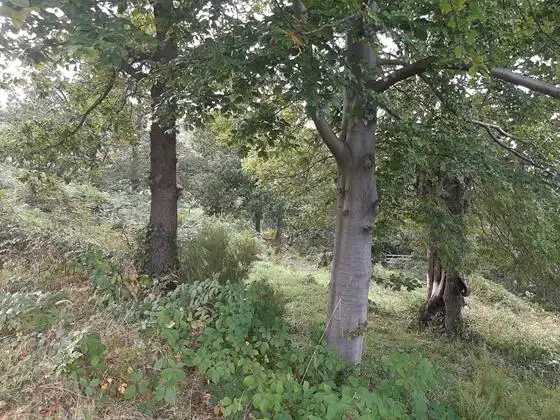 Finca rústica en venda en Aller amb Moblat