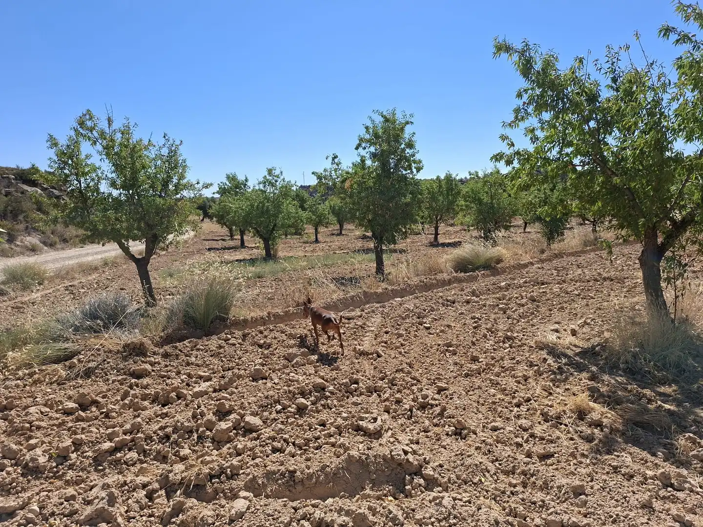 Terreno en venta en Maella