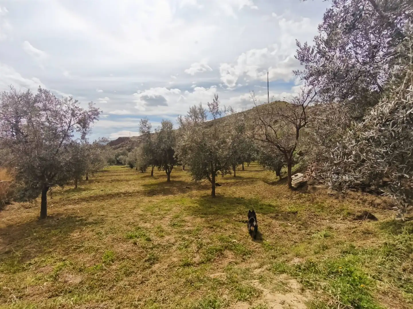 Finca rústica en venda en Abla