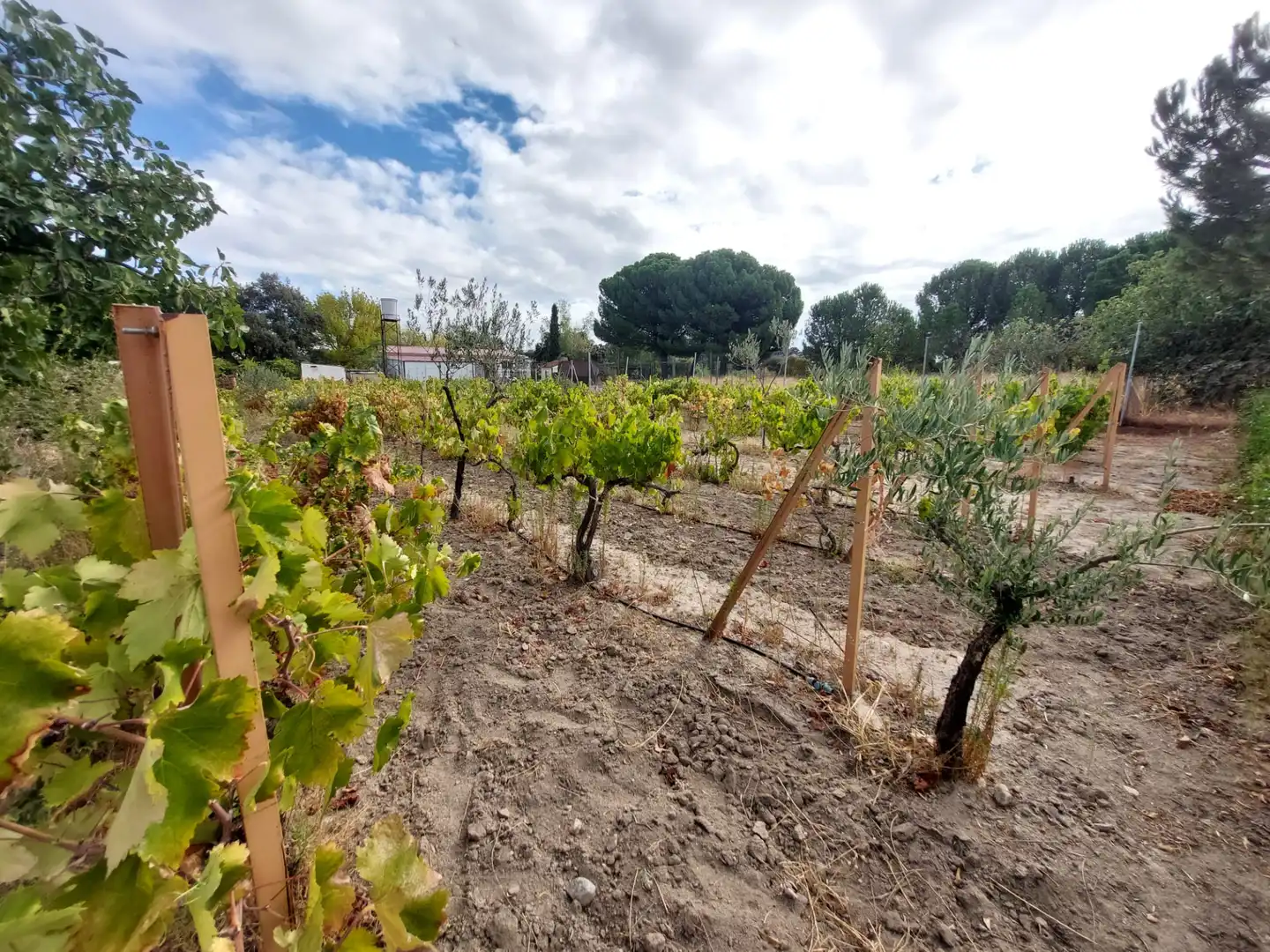 Terreni e lotti in vendita a Santa Cruz del Retamar pueblo, imagen 3