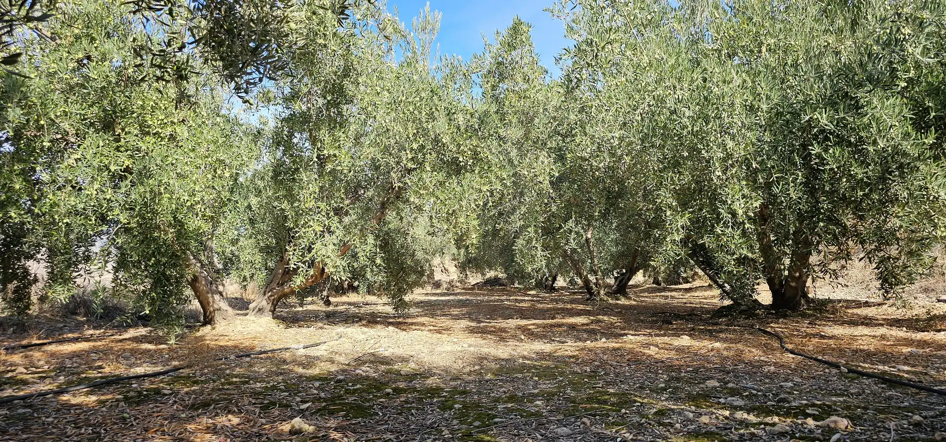 Terreno en venta en Bentarique