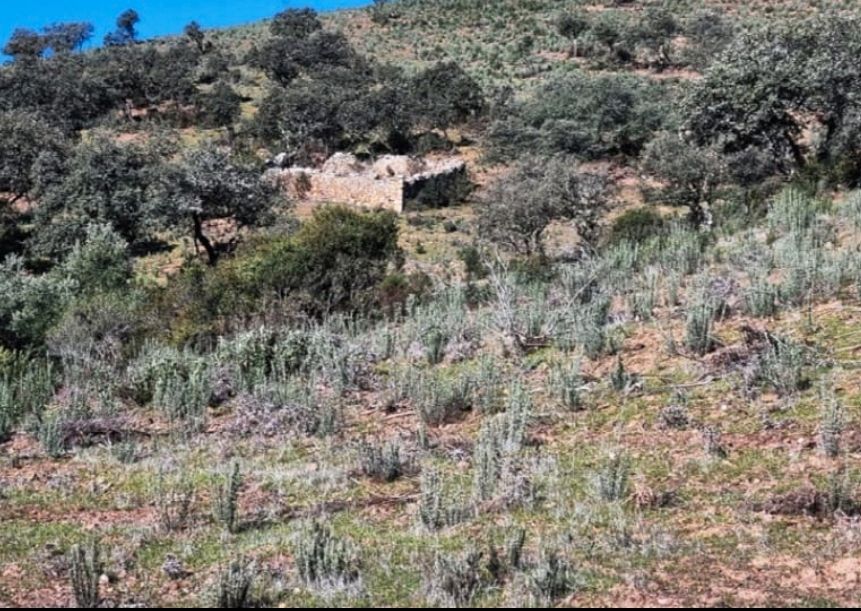 Land for sale in Zufre