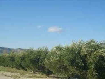 Terreno rustico in vendita a El Llombo