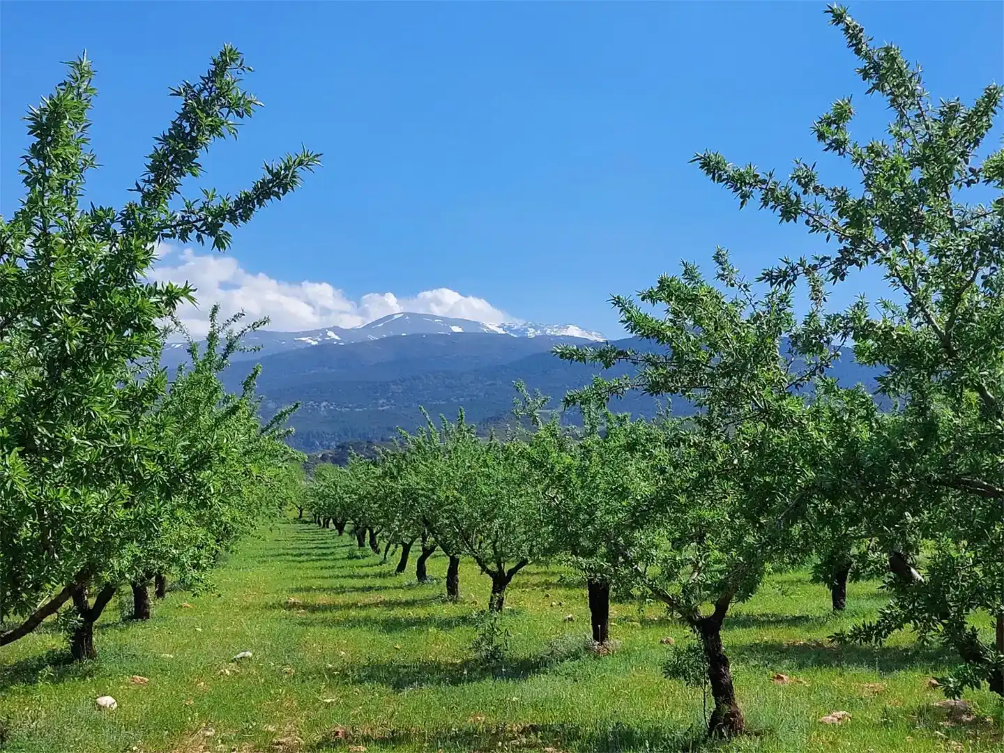 Vista exterior de Finca rústica en venda en La Peza