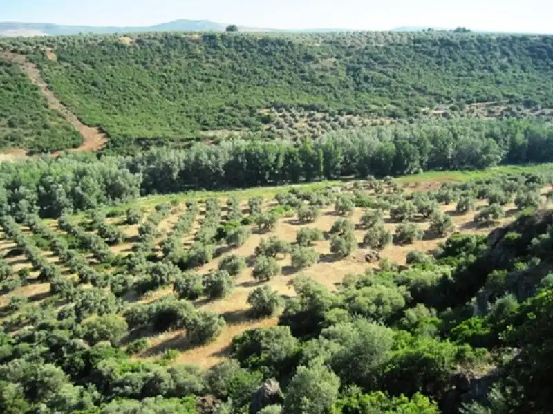 Terreni e lotti in vendita a Navas de San Juan