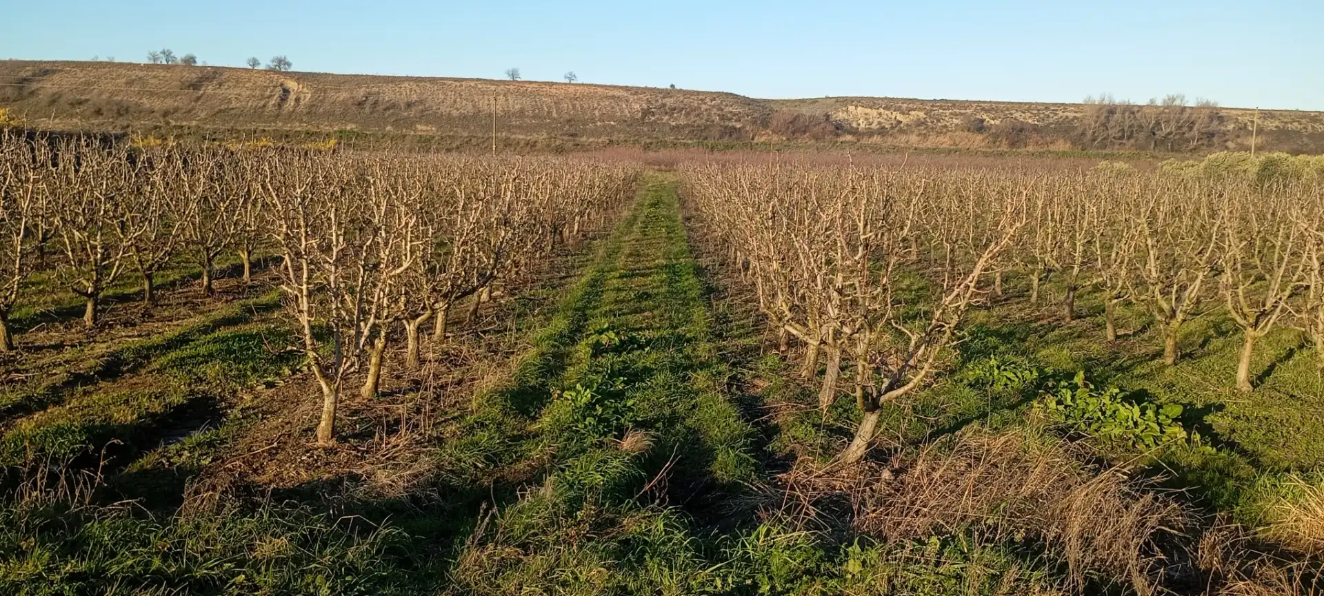Rural land for sale in Mendavia, imagen 5