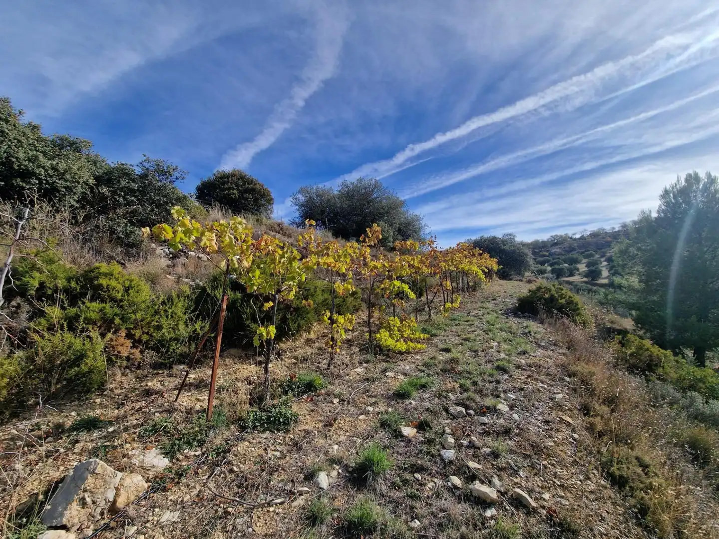 Maison rustique avec jardin à vendre à Cogollos de la Vega, imagen 58