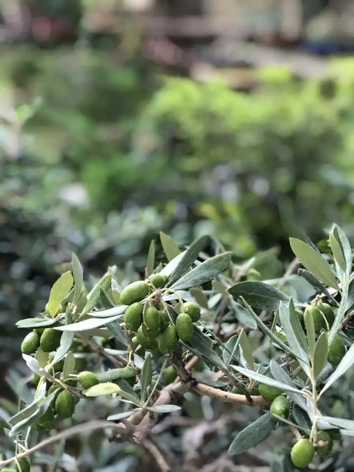 Maison avec jardin à vendre à Priorat, imagen 9
