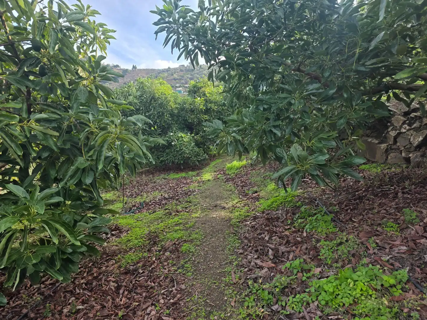 Terreny rústic en venda a Sayalonga, imagen 6
