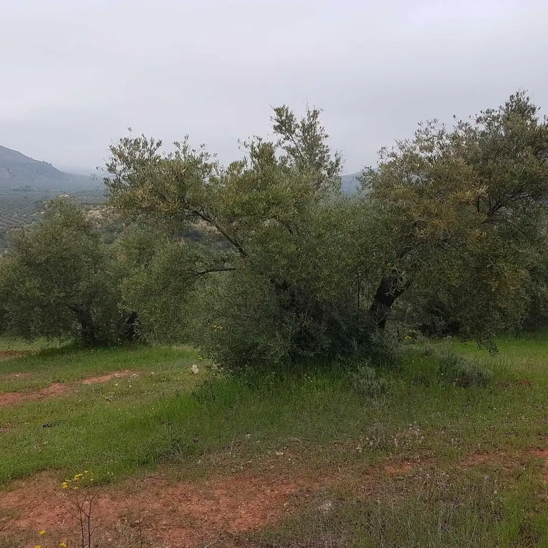 Terreni e lotti in vendita a Villanueva del Arzobispo, imagen 7