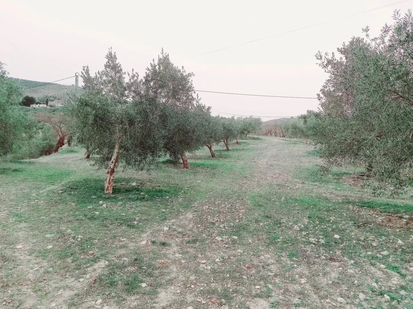 Terreni e lotti in vendita a Alhama de Granada