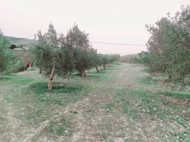 Rural land for sale in Alhama de Granada