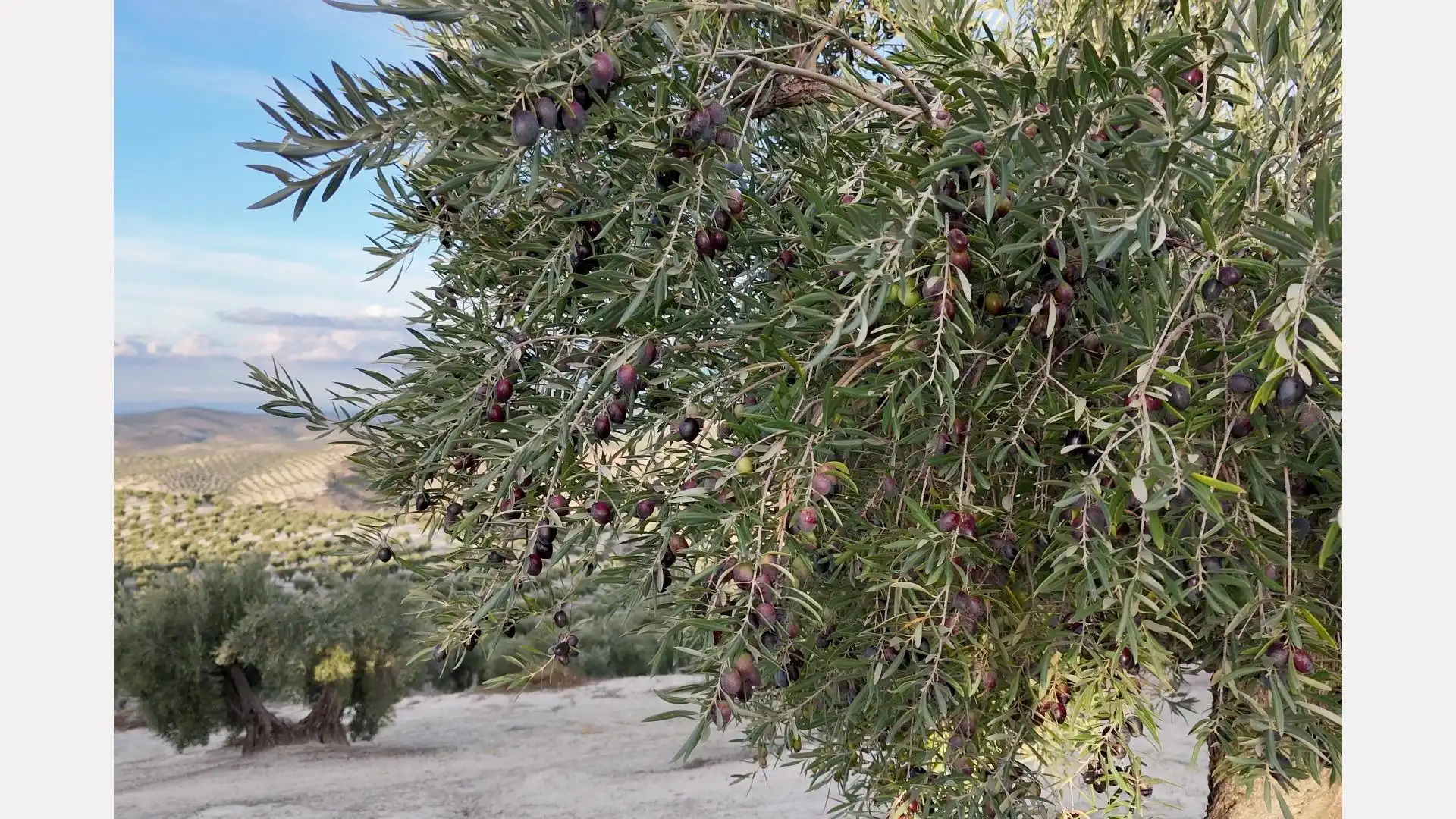 Jardín de Terreno en venta en Torredelcampo