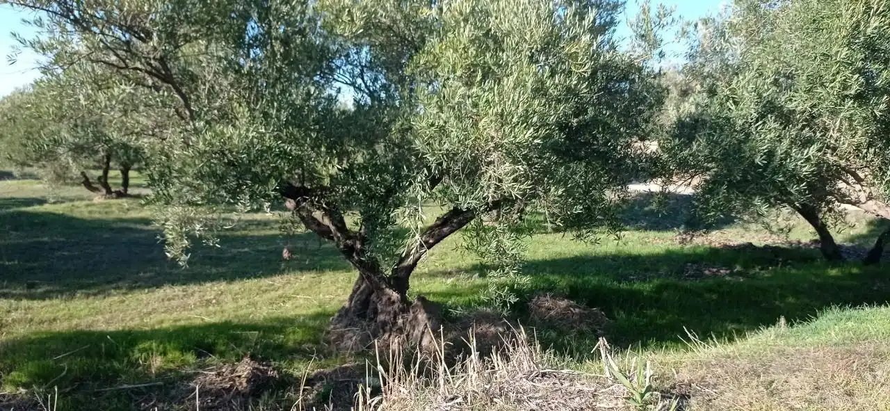 Grundstücke zum Verkauf in Marchal