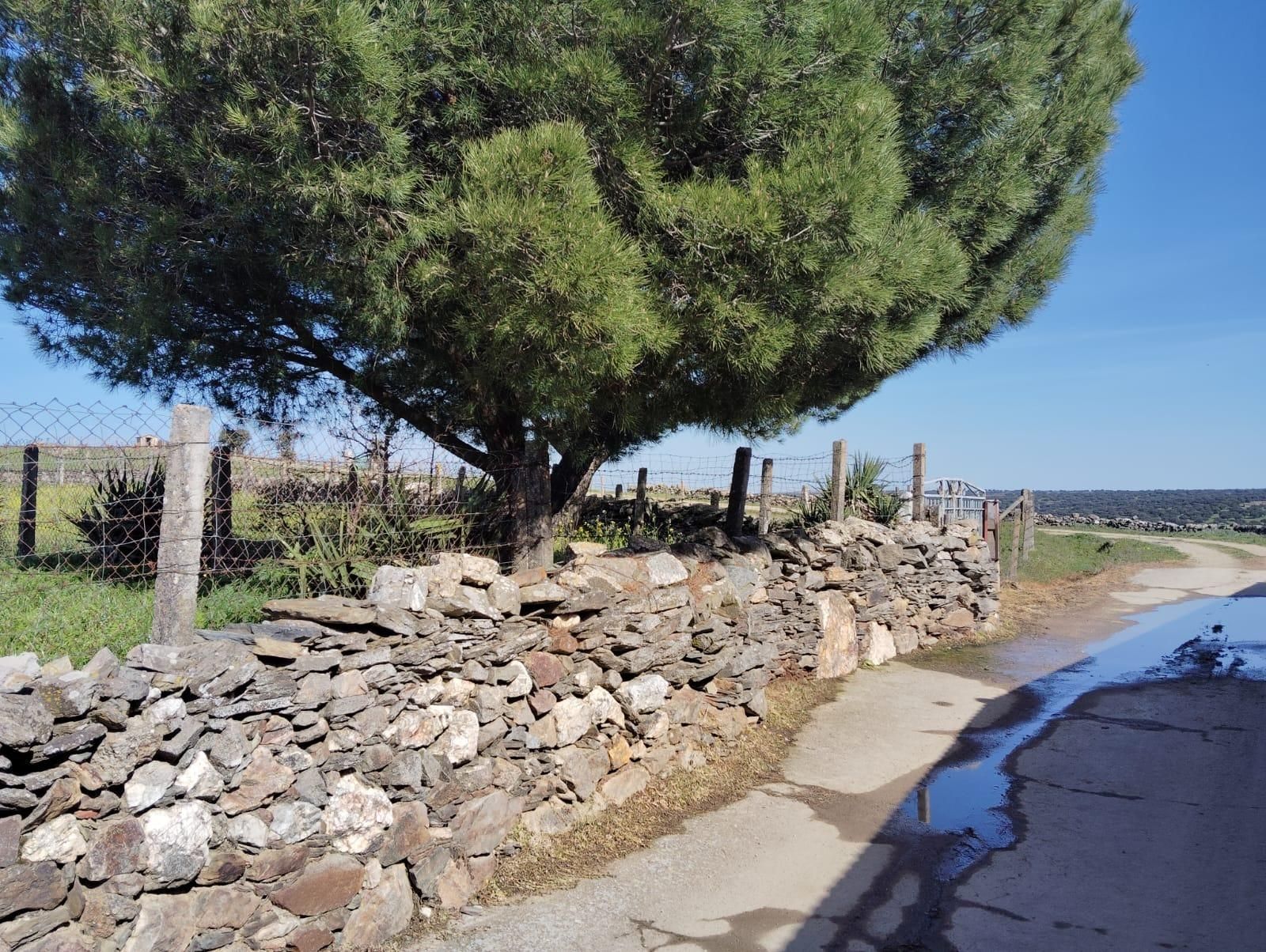 Vista exterior de Finca rústica en venda en Pedrosillo de los Aires