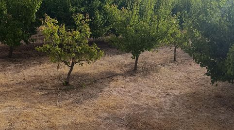 Finca rústica de 50.000 m2 con nave, luz, agua y 950 albaricoqueros en producción, imatge 4