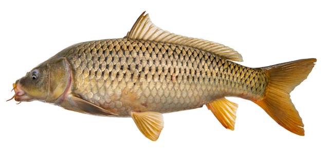 Terreno industrial en Alquiler en Plaça de l'Església, 2 en Constantí