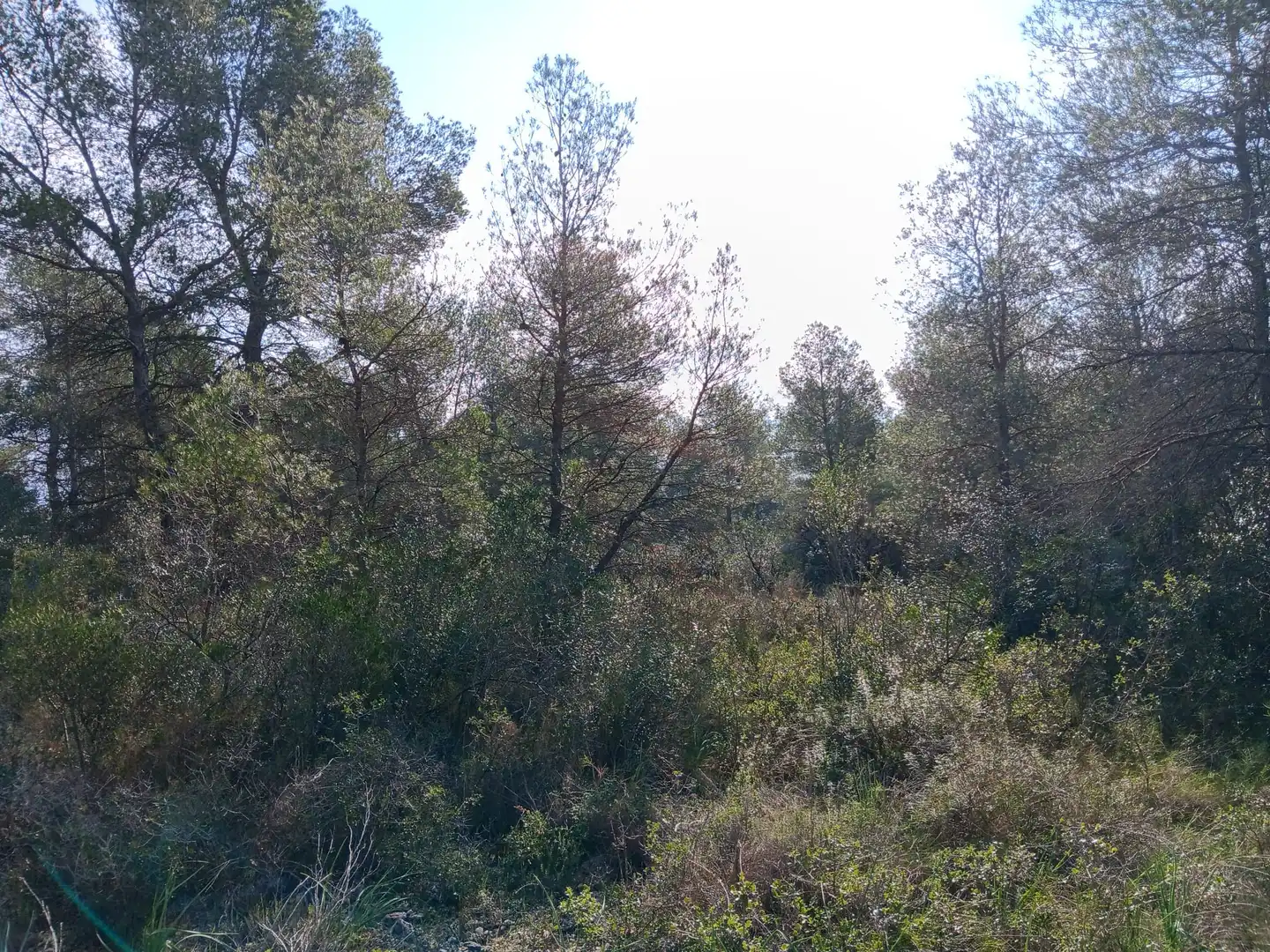 Lands and plots for sale in Ginestar, imagen 12