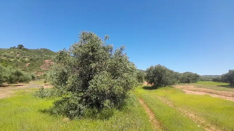 Terreni e lotti in vendita a Calle Polg. Sorihuela del Guadal