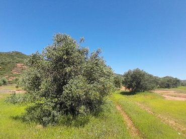 Rural land for sale in Calle Polg. Sorihuela del Guadal