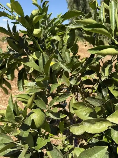 Terreny rústic en venda a Cantillana, imagen 16