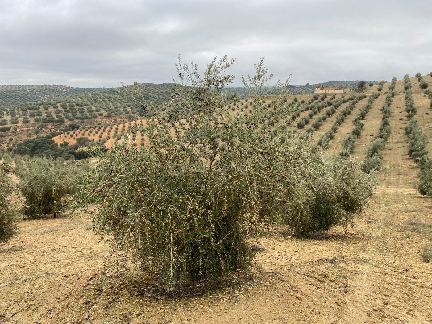 Finca rústica en venda