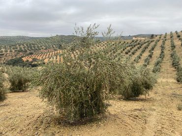 Casa rustica in vendita a Huétor Tájar