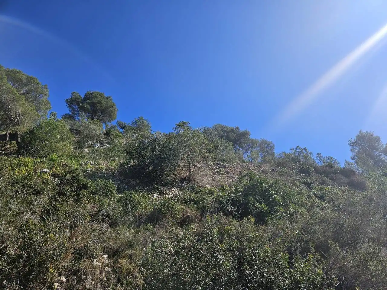 Rural land for sale in Pinos, imagen 3