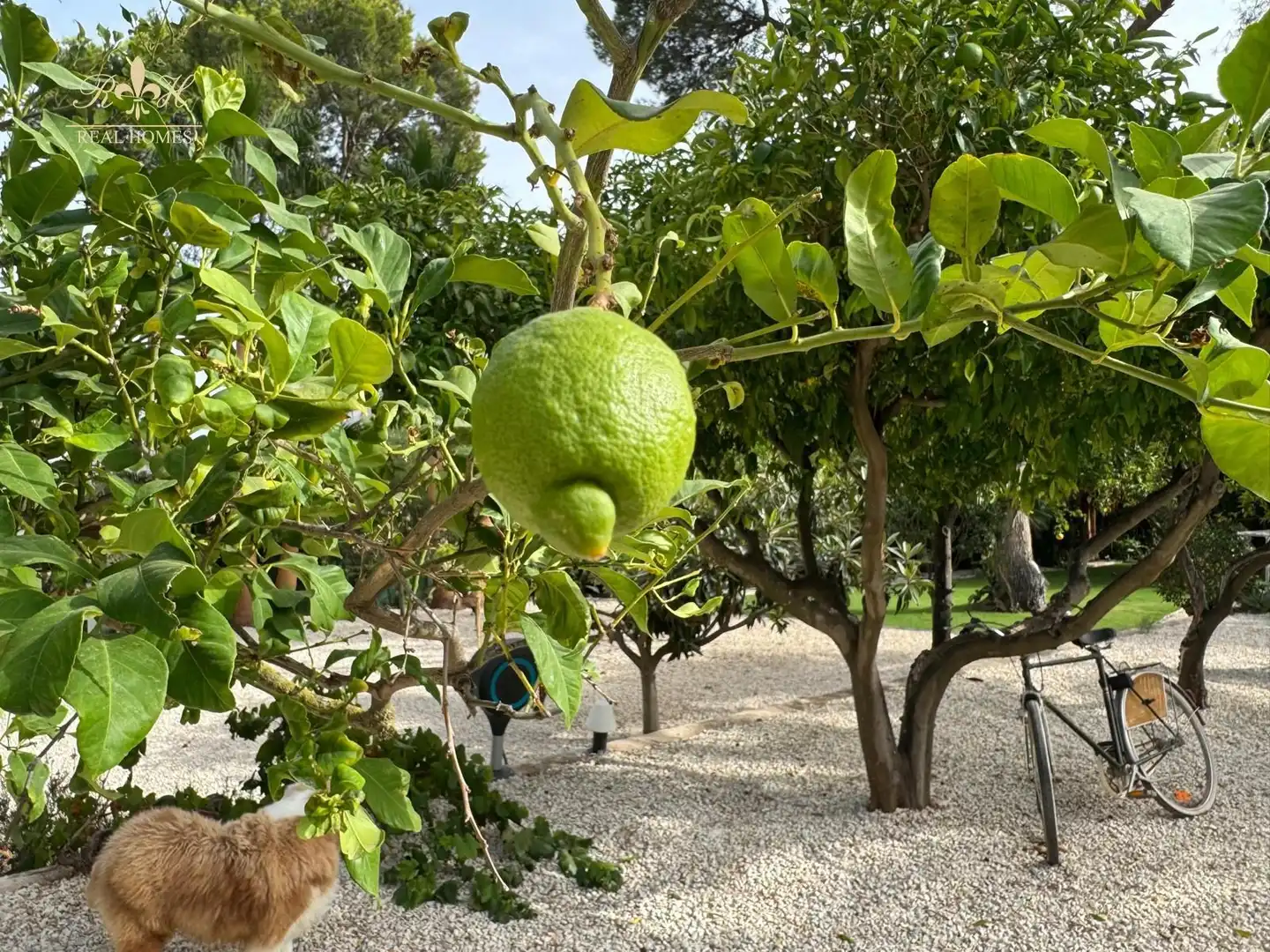 Jardín de Casa o chalet de alquiler en L'Alfàs del Pi con Aire acondicionado, Calefacción y Terraza