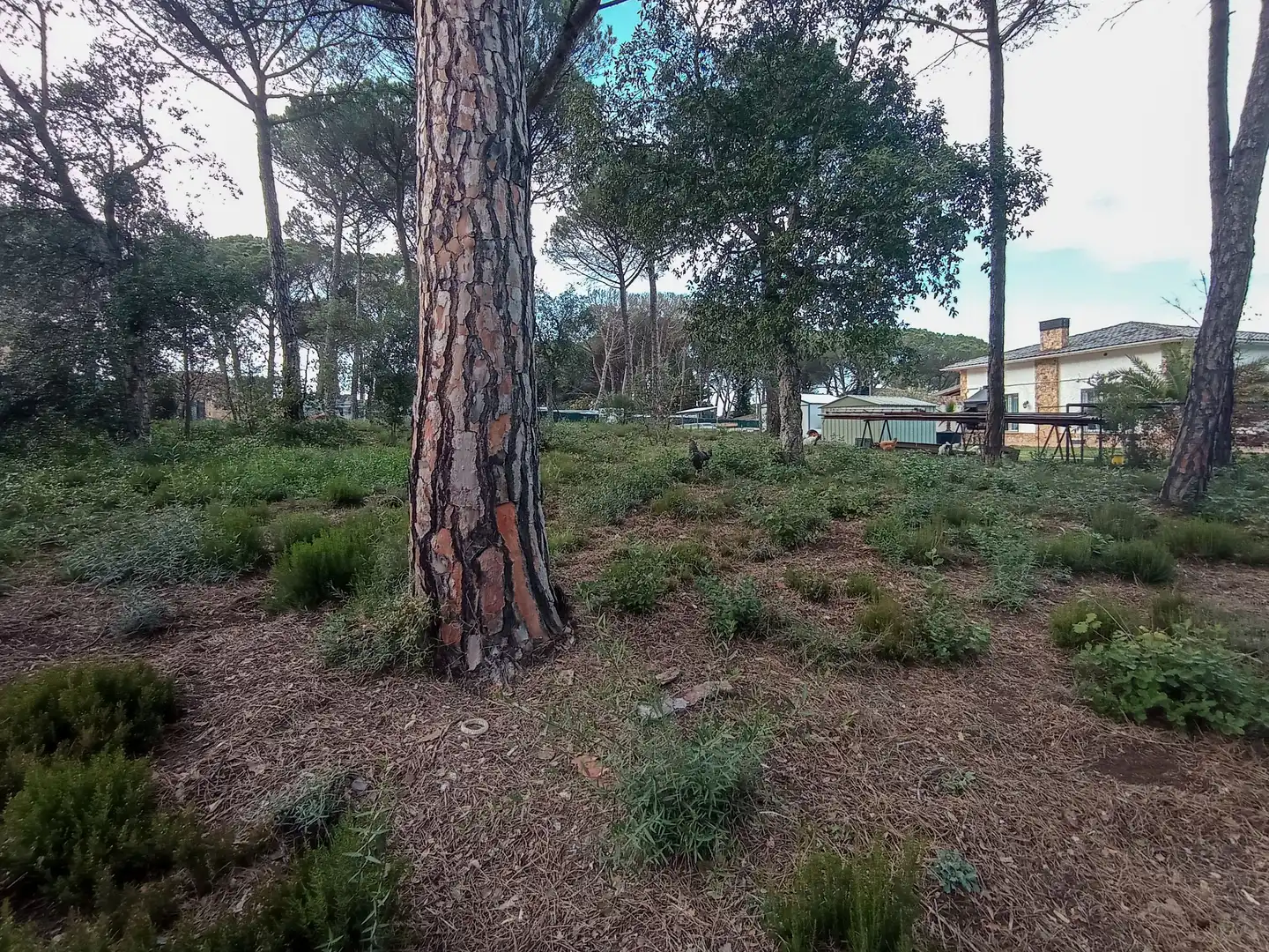 Terreny residencial en venda a Llagostera, imagen 6
