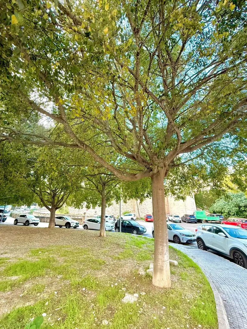 Vista exterior de Apartamento en venta en  Palma de Mallorca