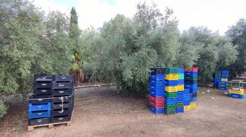 Foto 4 de Finca rústica en venta en Pedanías Oeste, Aspe