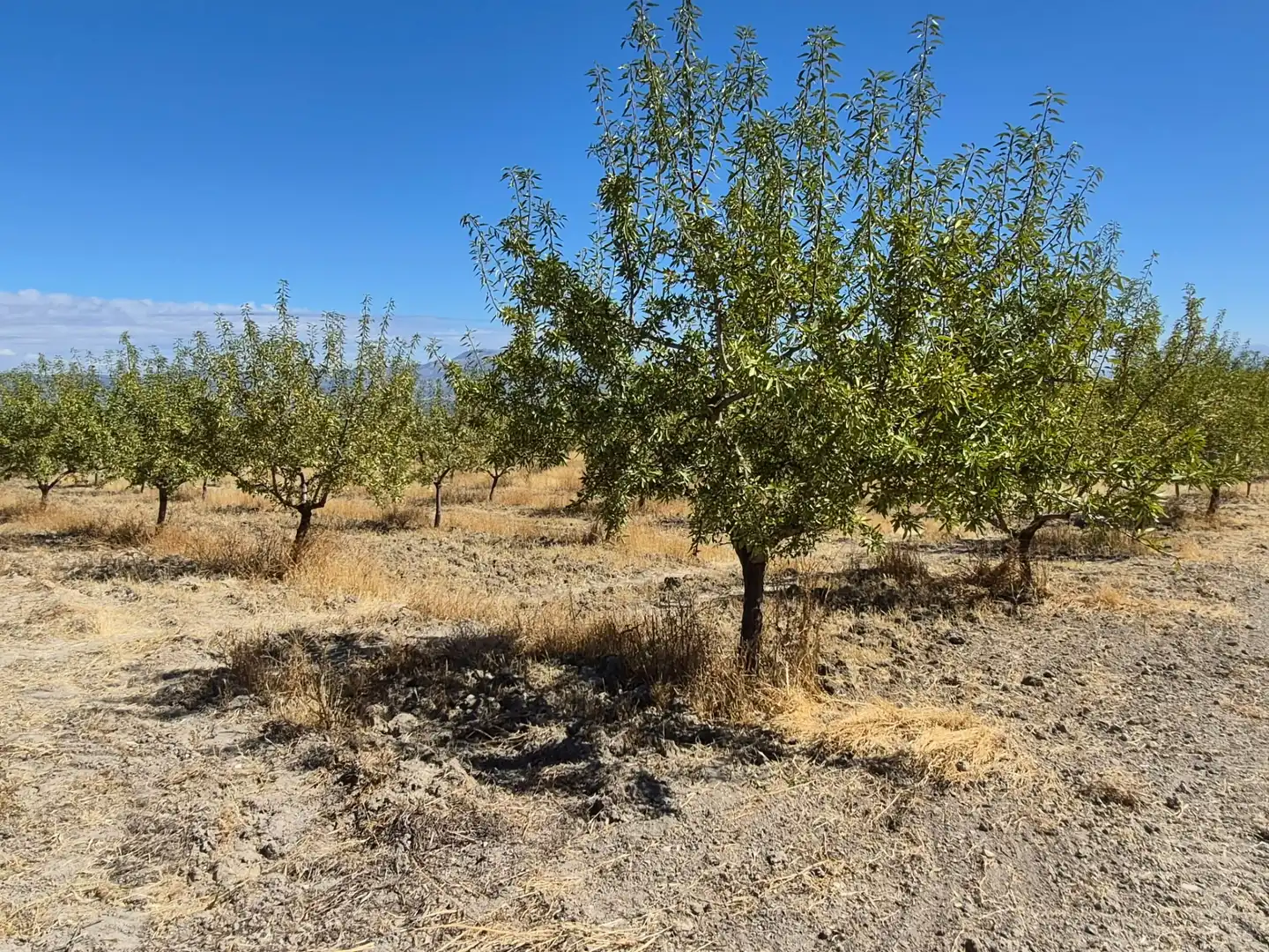 Terreny rústic en venda a Alhama de Granada, imagen 17