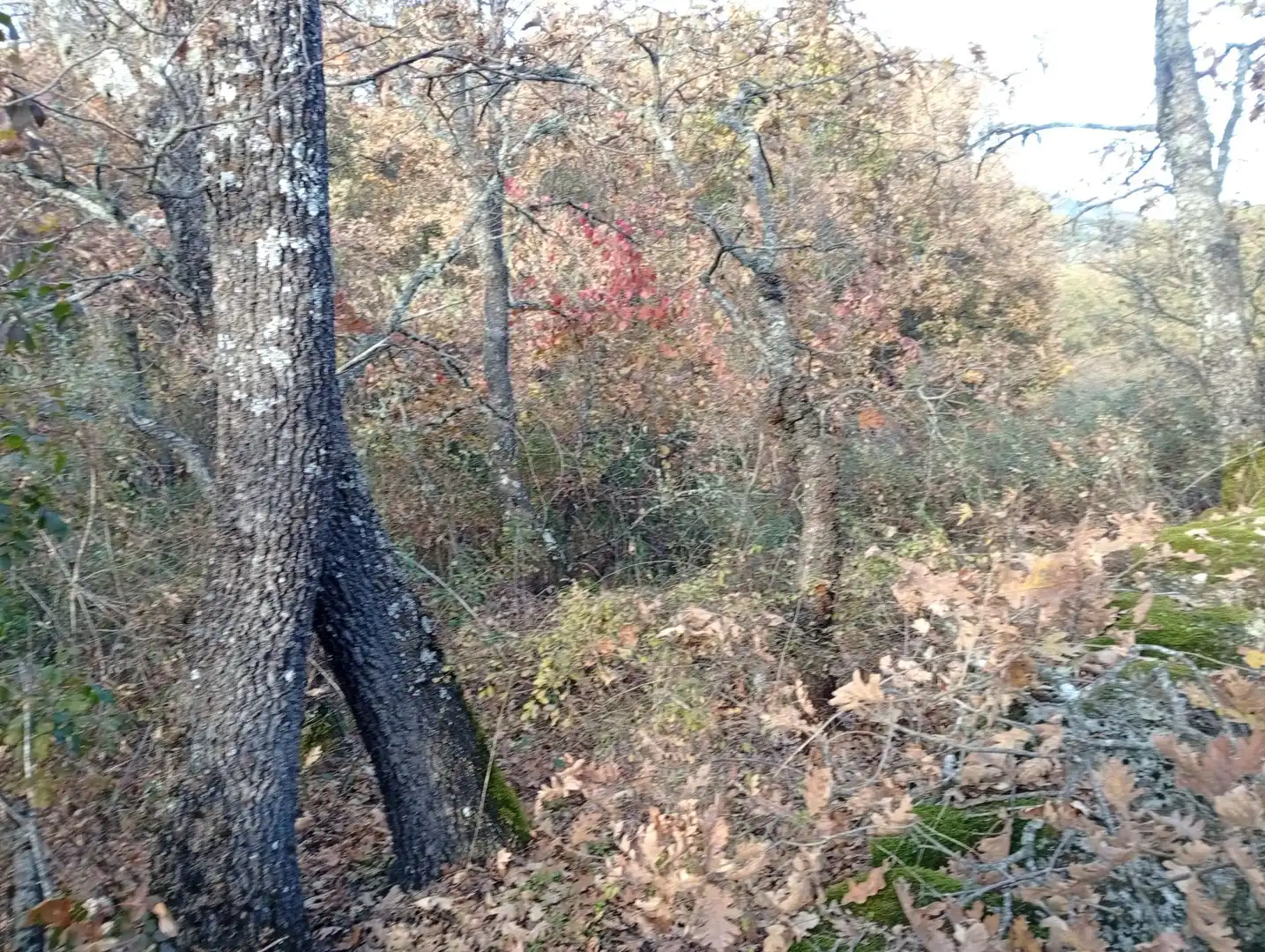 Terreni e lotti in vendita a Viandar de la Vera, imagen 19