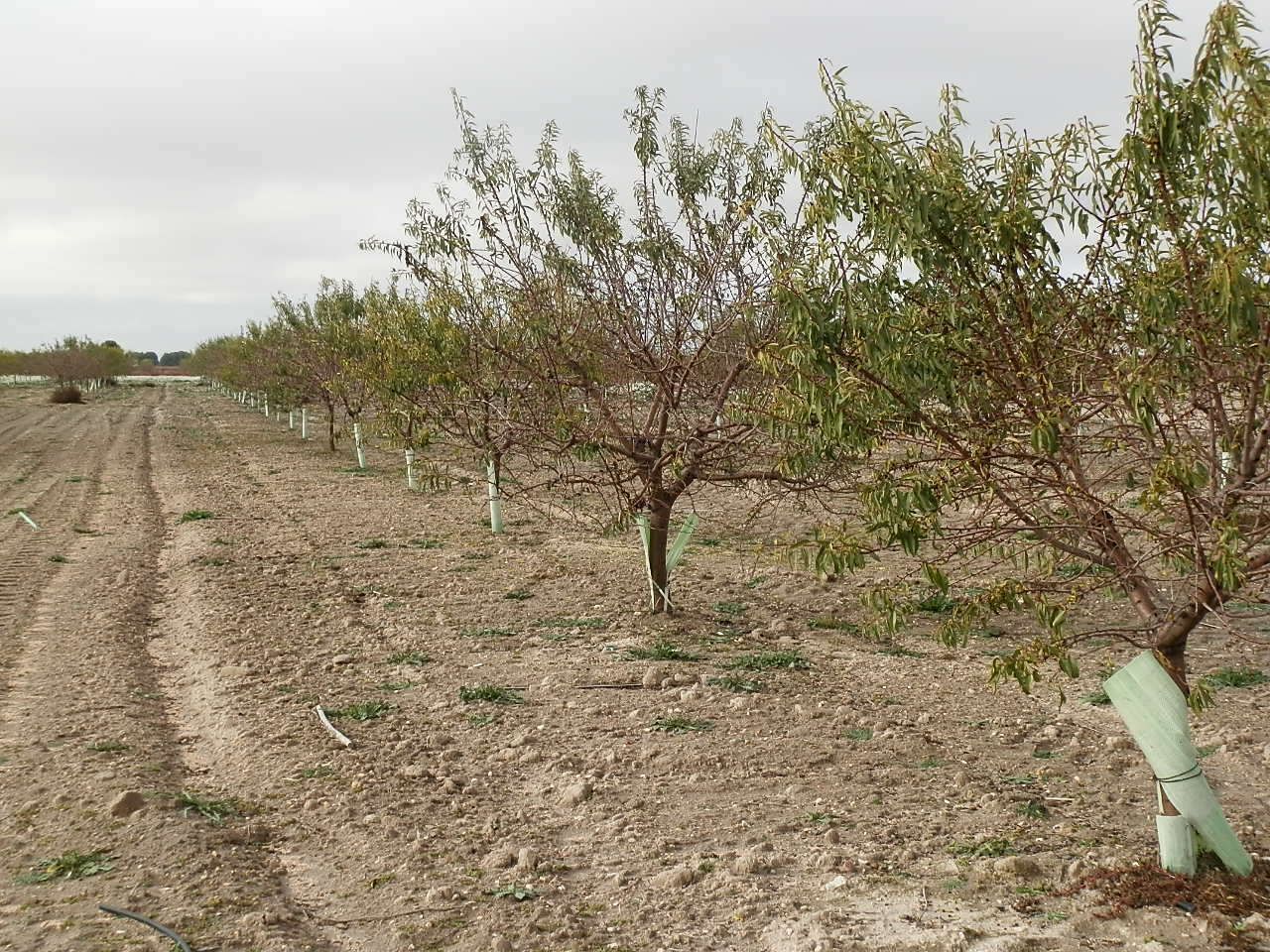 Land for sale in Pedro Muñoz