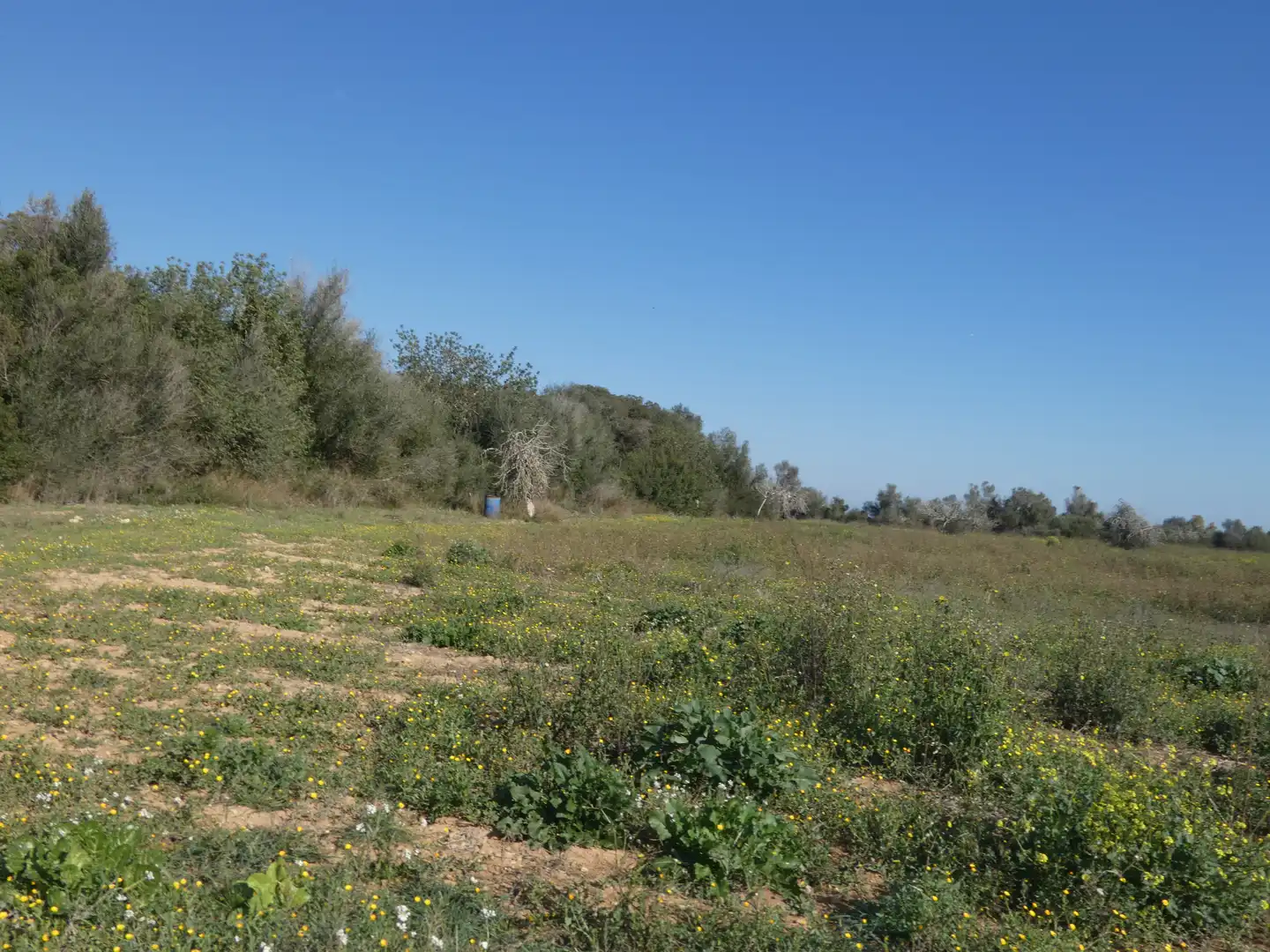 Residential land for sale in Sineu, imagen 11