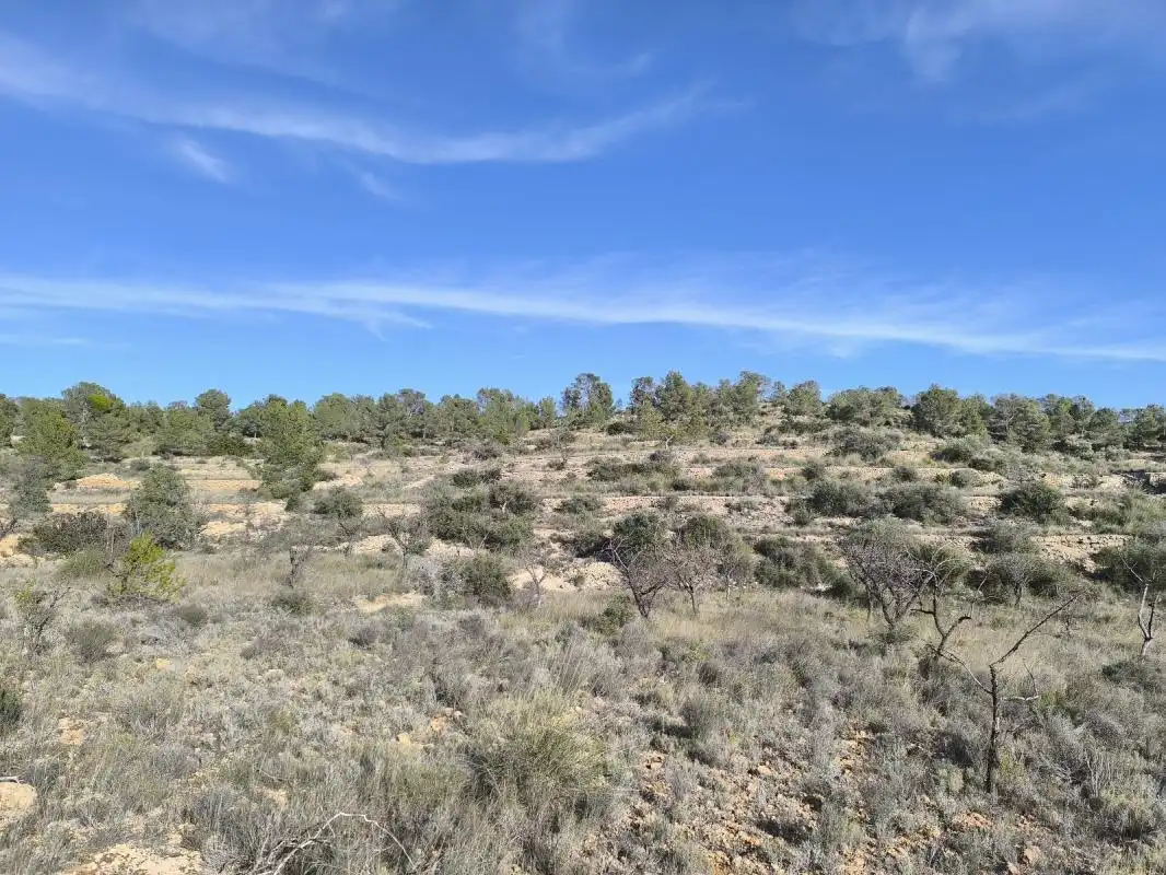 Land for sale in Sollana