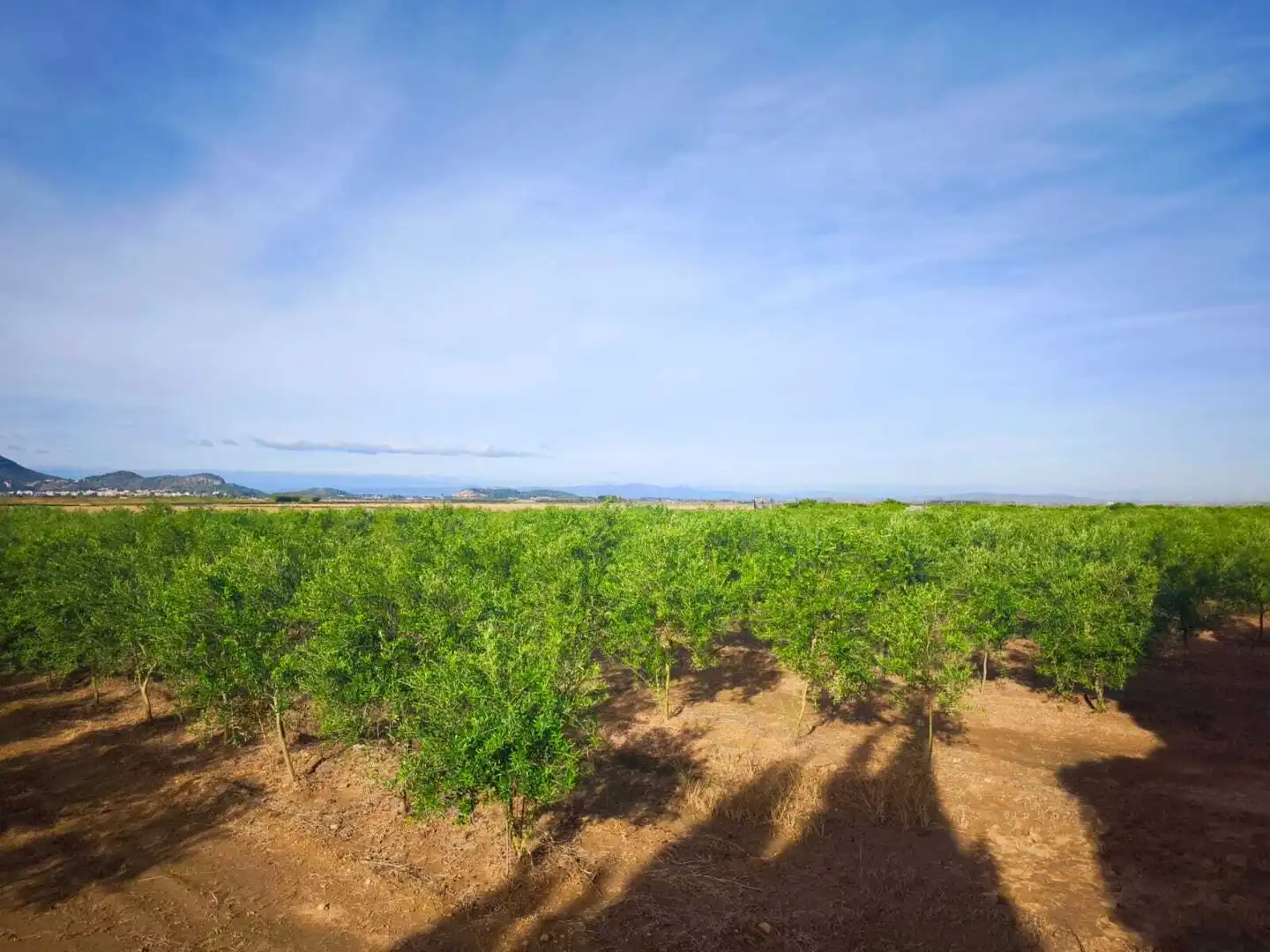 Lands and plots for sale in Fortaleny, imagen 3