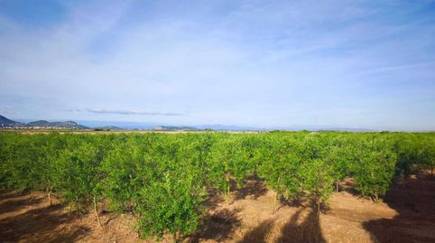 Se vende excelente finca rústica de 20 hanegadas, situada en el término municipal de Fortaleny Valencia. El terreno se encuentra p, imatge 3