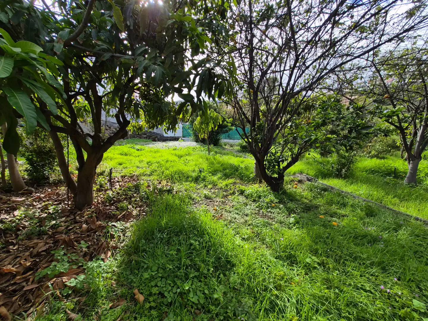 Rural land for sale in Camino la Cueva del Rey, imagen 49